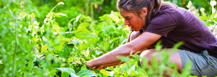 A person tending to plants